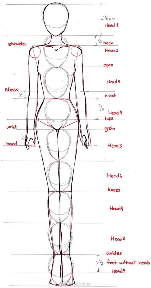 服装设计图中理想模特身高比例