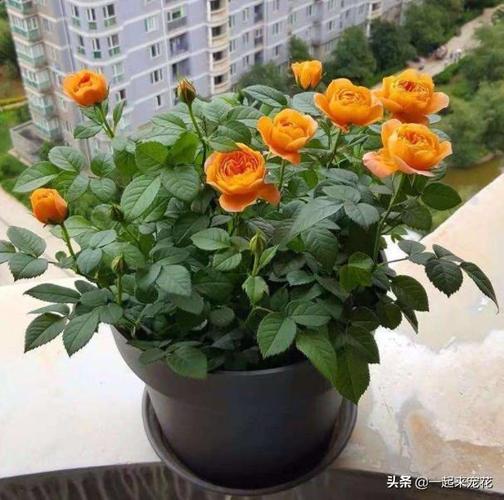 月季花搭配什么花茶好