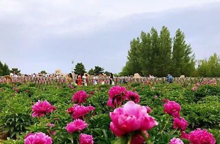 奎屯市第三届芍药花文化旅游节盛大开幕