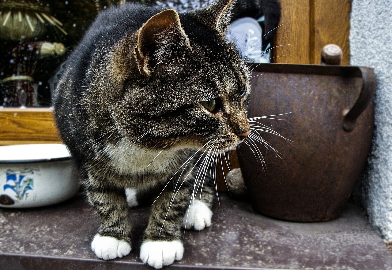 大熊猫彤彤的离世，一次深刻的自然与人类共存的反思