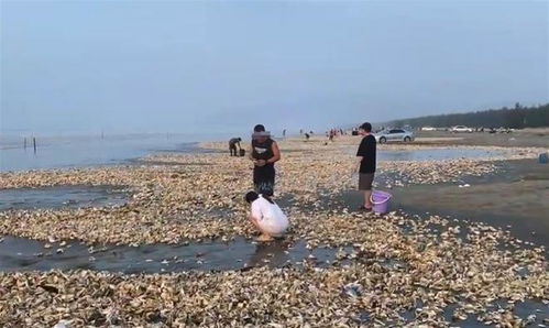 台风刮来遍地生蚝？紧急提醒：切勿盲目赶海！