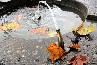 网红东北雨姐抓稻田蟹遭遇造假质疑，真相背后的故事