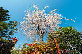 樱花电影大全免费观看西瓜，探索日本电影的魅力